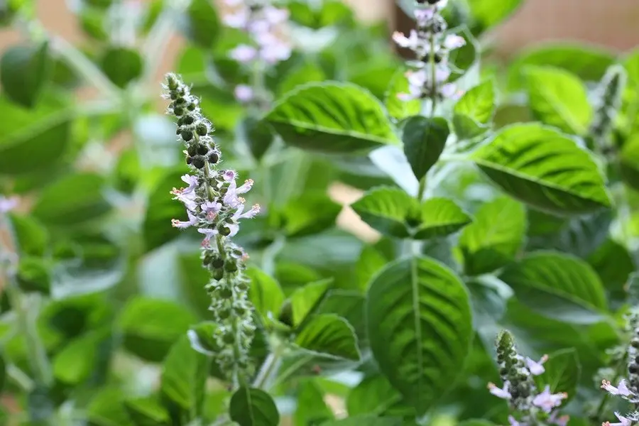 TULSI HOLY BASIL ESSENTIAL OIL d TERRA